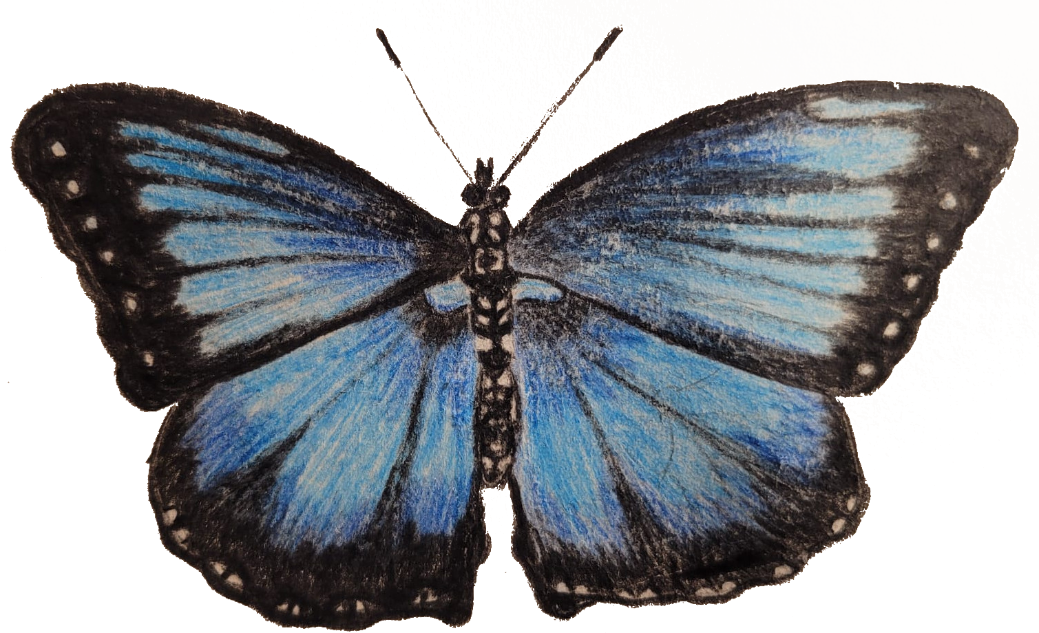 schmetterling01_frei